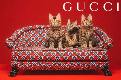 gucci pet sofa